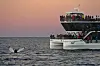 Hval viser halefinnen ved siden av fullsatt turistbåt i solnedgang på havet